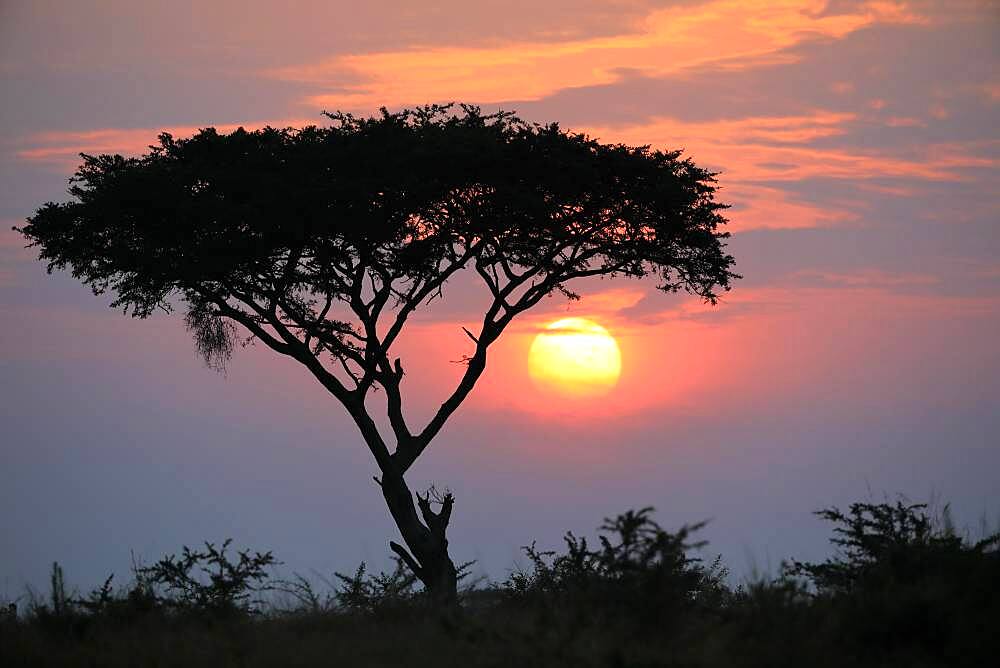 Sunrise behind umbrella acacia, savannah, Queen Elisabeth National Park, Uganda, Africa