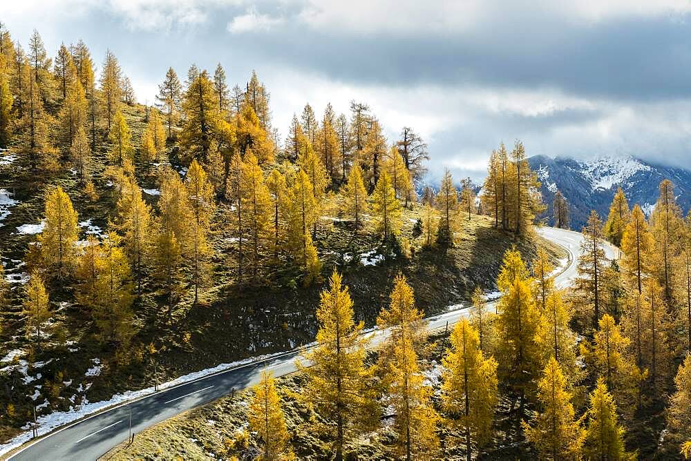 Autumn coloured larches, Nockalm Road, Nockberge, Biosphere Park Nockalm, Carinthia, Austria, Europe