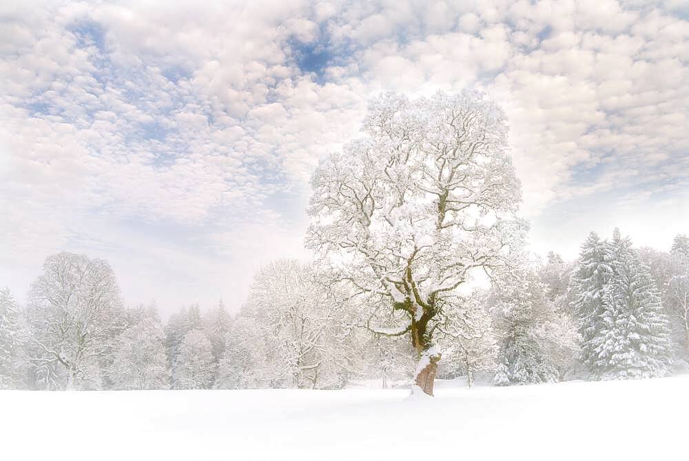 Winter landscape in fog with snow-covered trees, Bernese Jura, Canton of Bern, Switzerland, Europe