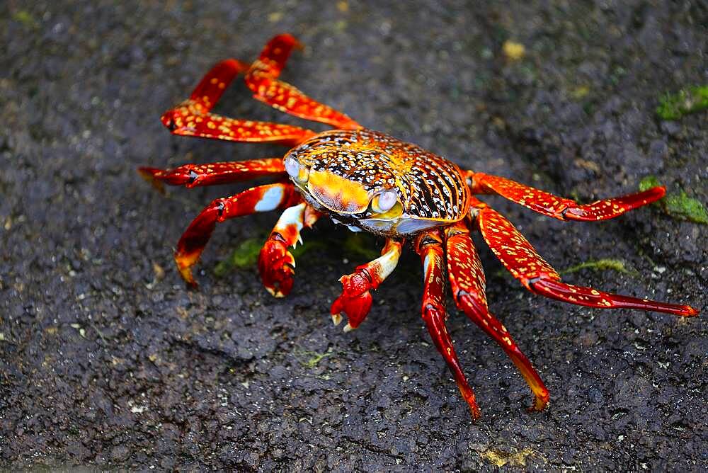 Red rock crab (Grapsus grapsus), also known as Sally Lightfoot, Floreana Island, Galapagos, Ecuador, South America