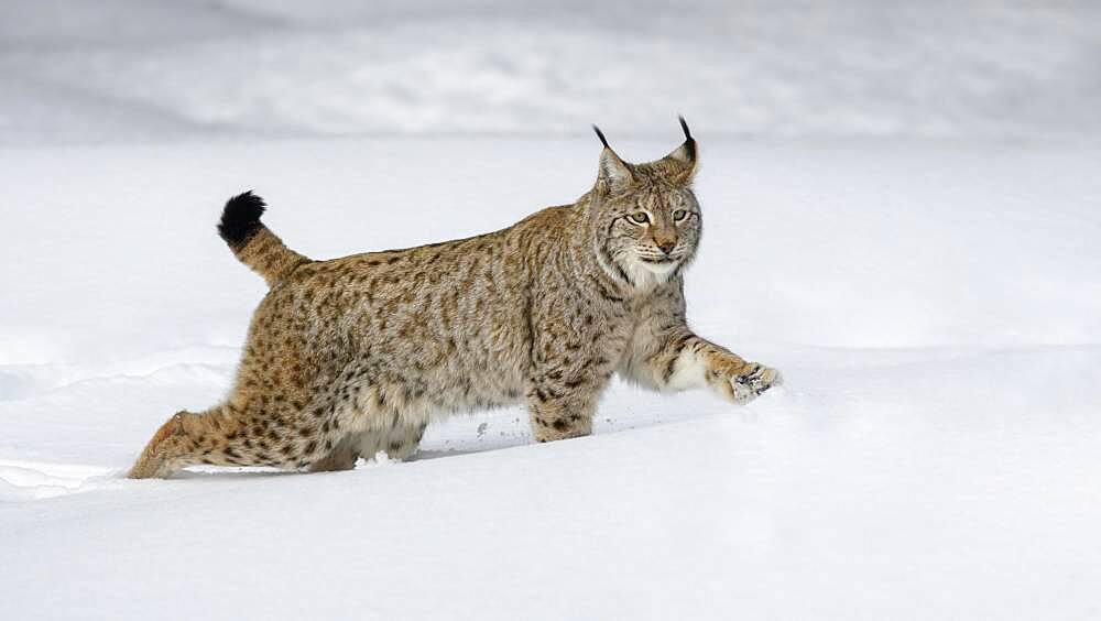 Eurasian lynx (Lynx lynx), running through deep snow, Sumava National Park, Bohemian Forest, Czech Republic, Europe