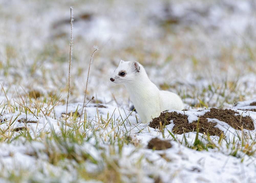 Stoat (Mustela erminea), in winter fur on a meadow covered with snow, Swabian Alb Biosphere Reserve, Baden-Wuerttemberg, Germany, Europe