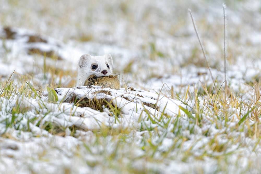 Stoat (Mustela erminea), in winter fur on a snow-covered meadow with field mouse (Microtus arvalis) in the catch, Swabian Alb biosphere reserve, Baden-Wuerttemberg, Germany, Europe