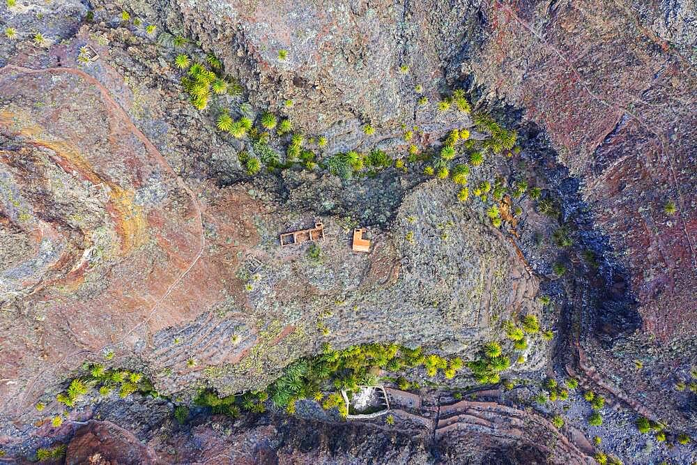 Palm trees and ruins in whimsically eroded gorge, Barranco de la Negra, near Alajero, drone shot, La Gomera, Canary Islands, Spain, Europe