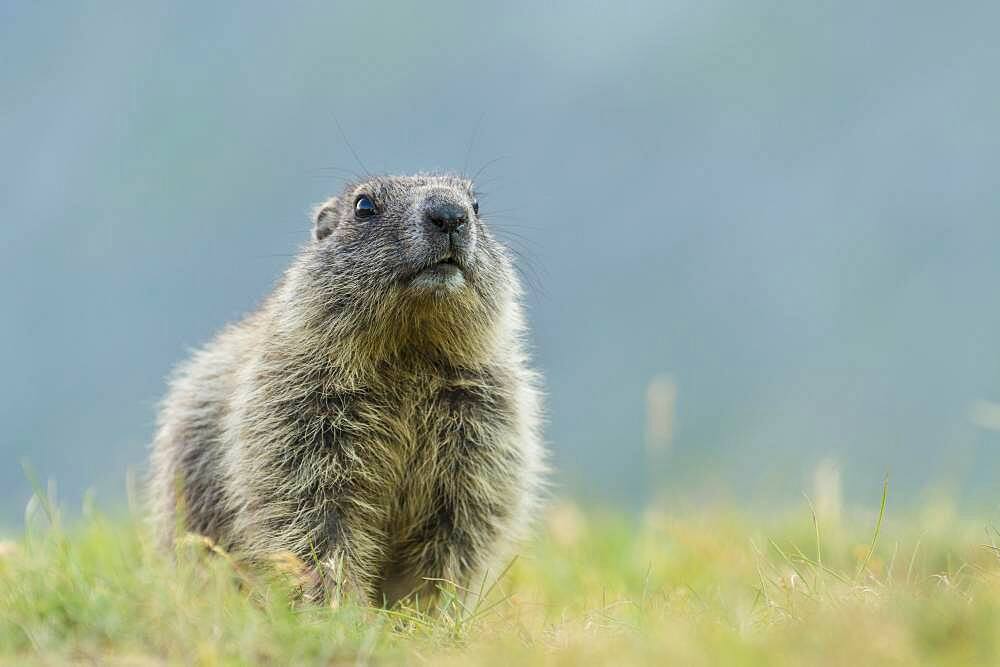 Young marmot (Marmota marmota) in the Alps, Hohe Tauern National Park, Austria, Europe