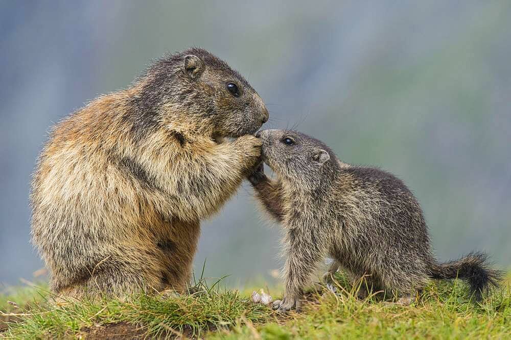 Marmot (Marmota marmota) with young in the Alps, Hohe Tauern National Park, Austria, Europe