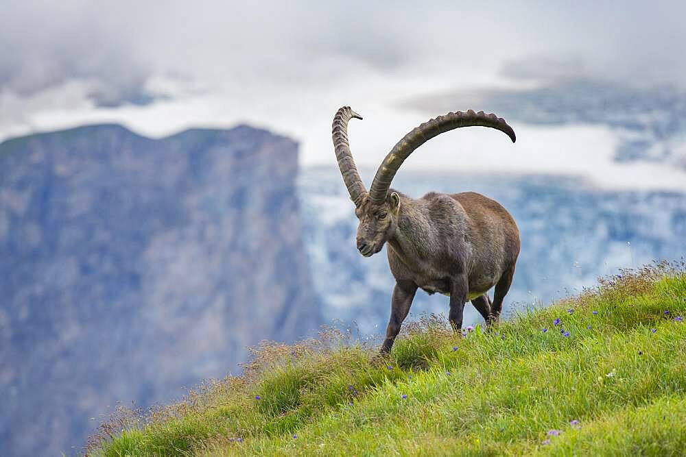 Alpine Ibex (Capra ibex), ibex, mountain, Alps, Hohe Tauern National Park, Austria, Europe