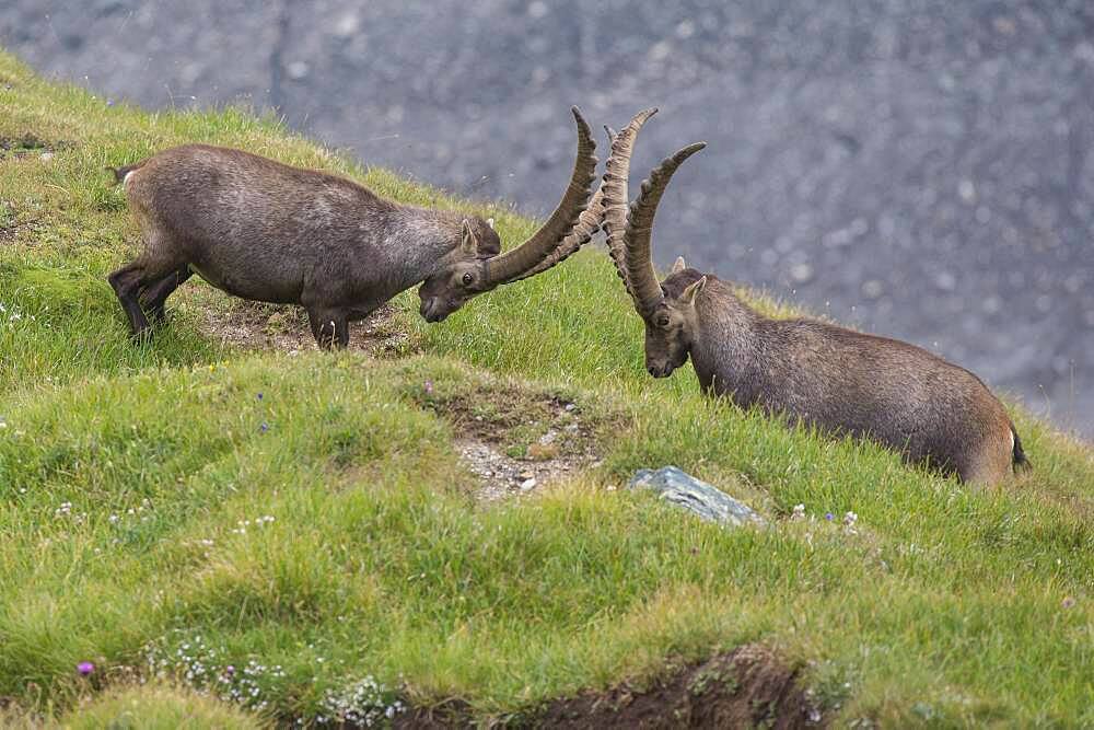 Fighting alpine ibex (Capra ibex), ibex, mountain, Alps, Hohe Tauern National Park, Austria, Europe