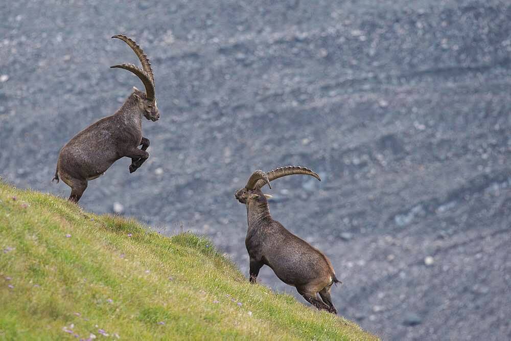 Fighting alpine ibex (Capra ibex), ibex, mountain, Alps, Hohe Tauern National Park, Austria, Europe