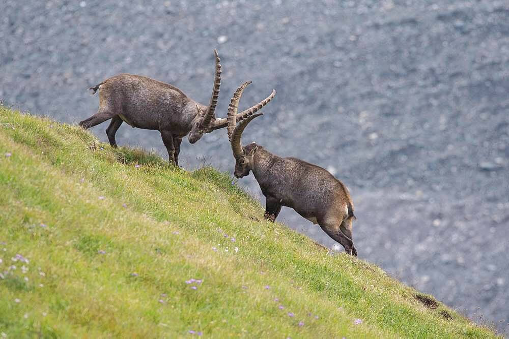 Fighting alpine ibex (Capra ibex), ibex, mountain, Alps, Hohe Tauern National Park, Austria, Europe