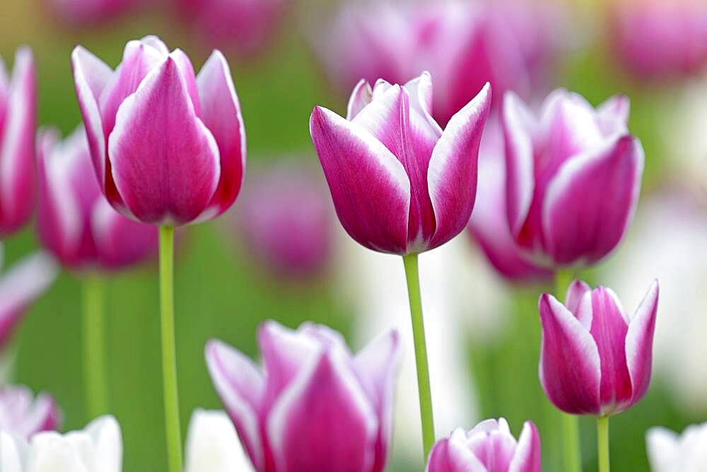 Tulips (Tulipa), red-white flowers, North Rhine-Westphalia, Germany, Europe