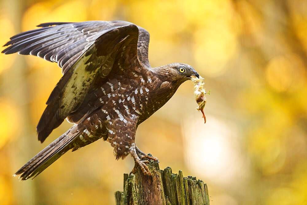 European honey buzzard (Pernis apivorus), on a tree trunk with prey, captive, Bavarian Forest National Park, Bavaria, Germany, Europe