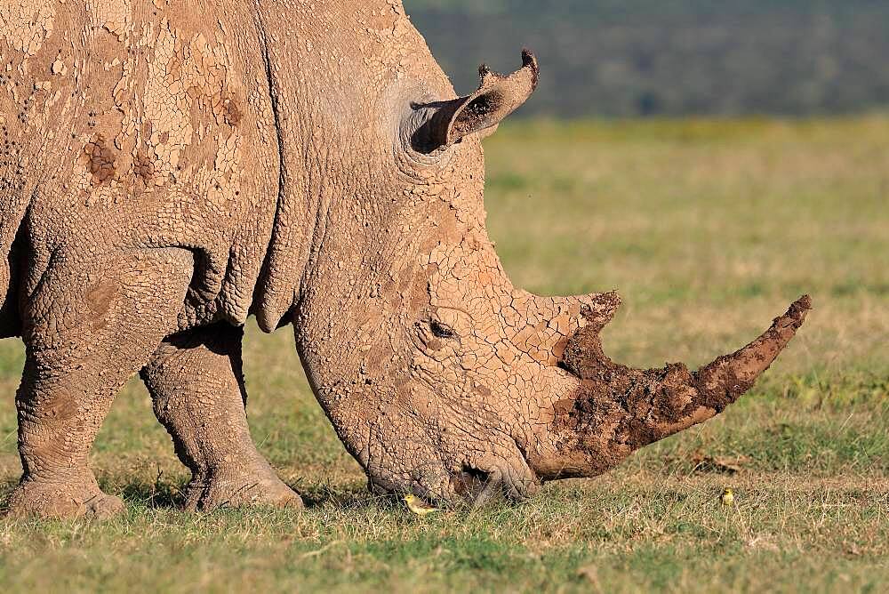 White rhinoceros (Ceratotherium simum), grazing, covered with mud, portrait, Solio Ranch Wildlife Sanctuary, Kenya, Africa