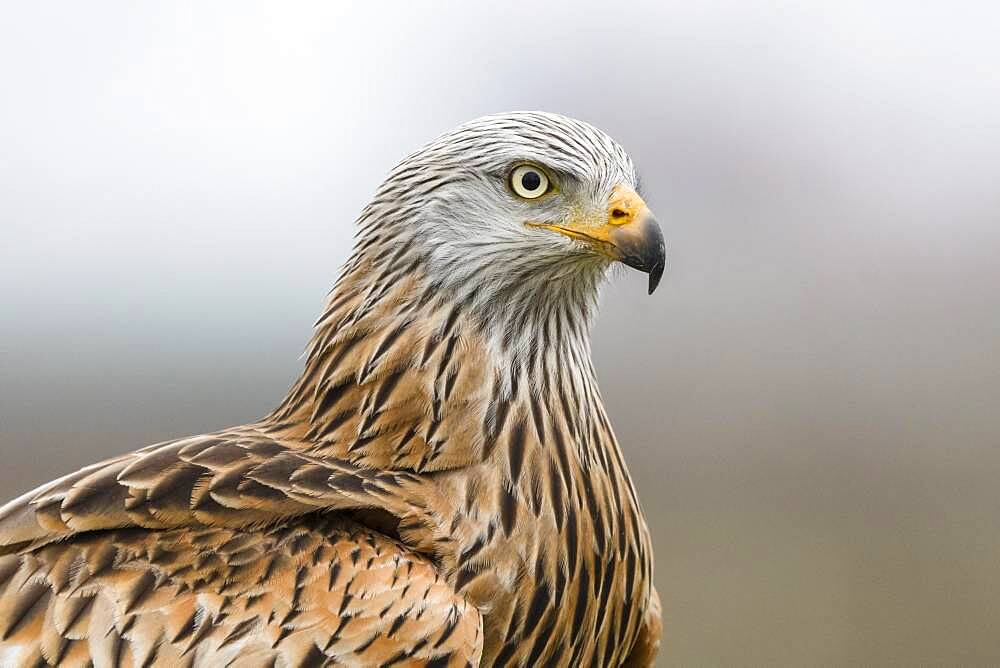 Red kite (Milvus milvus), portrait, Lower Austria, Austria, Europe