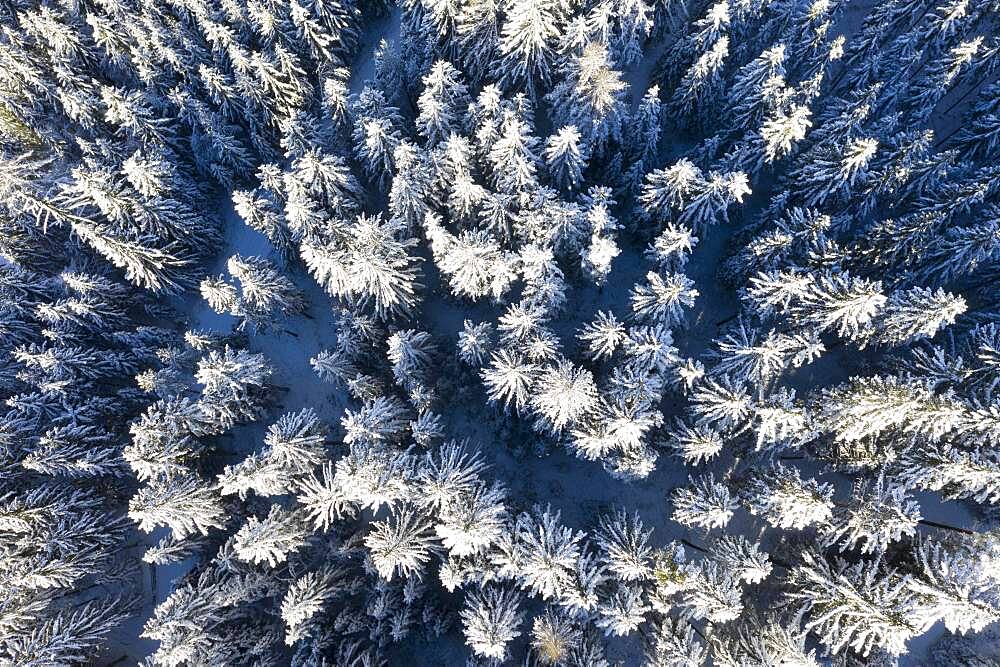 Winter forest from above, drone shot