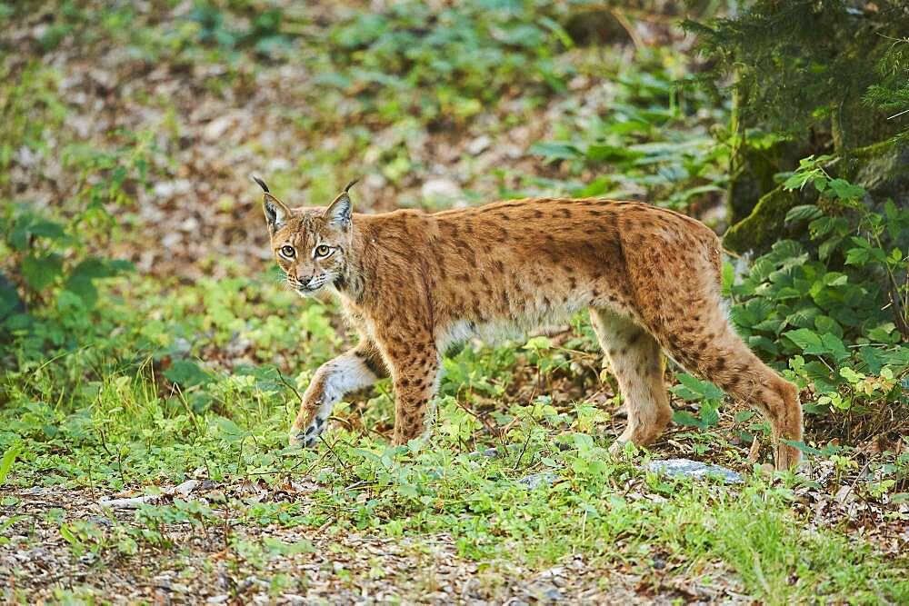 Eurasian lynx (Lynx lynx) standing in a forest, captive, Bavarian Forest National Park, Bavaria, Germany, Europe