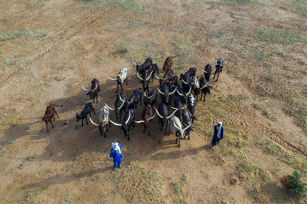 Aerial view, Cattle herders with herd of cattle, Fula people, Niger, Africa