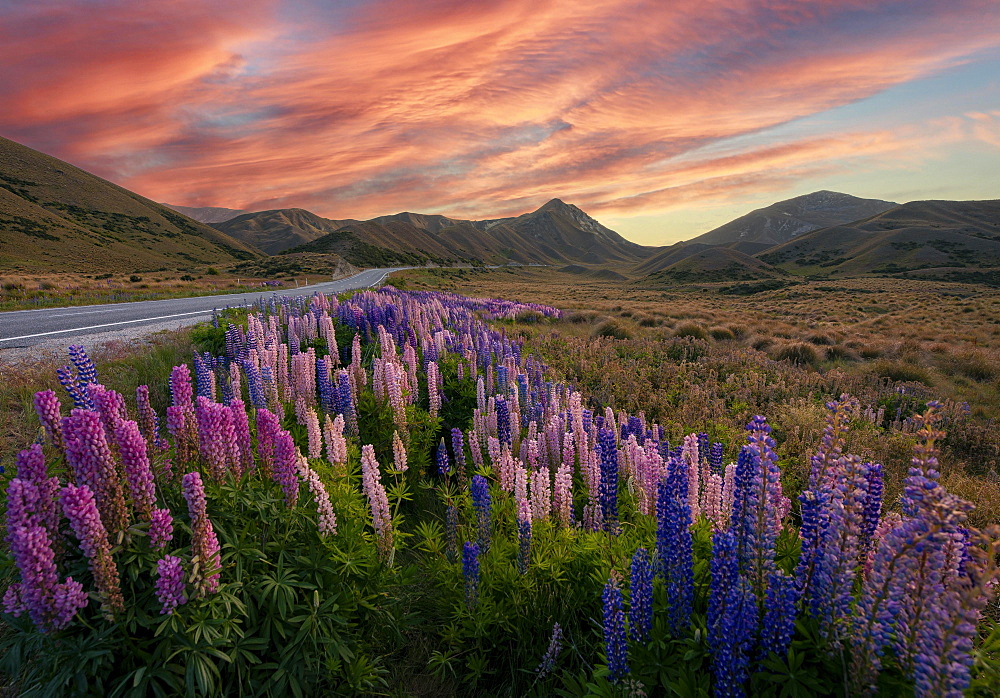 Variegated multifoliate lupines (Lupinus polyphyllus) in mountain landscape, pass road at Lindis Pass, evening glow, Southern Alps, Otago, South Island, New Zealand, Oceania