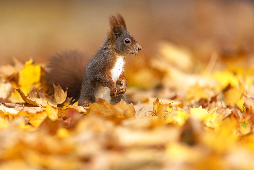 Squirrel (Sciurus vulgaris) standing upright in autumn leaves, Germany, Europe