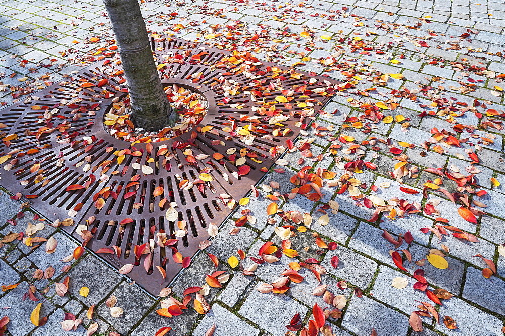 Grating for tree protection with autumn leaves, Kempten, Allgaeu, Upper Swabia, Swabia, Bavaria, Germany, Europe