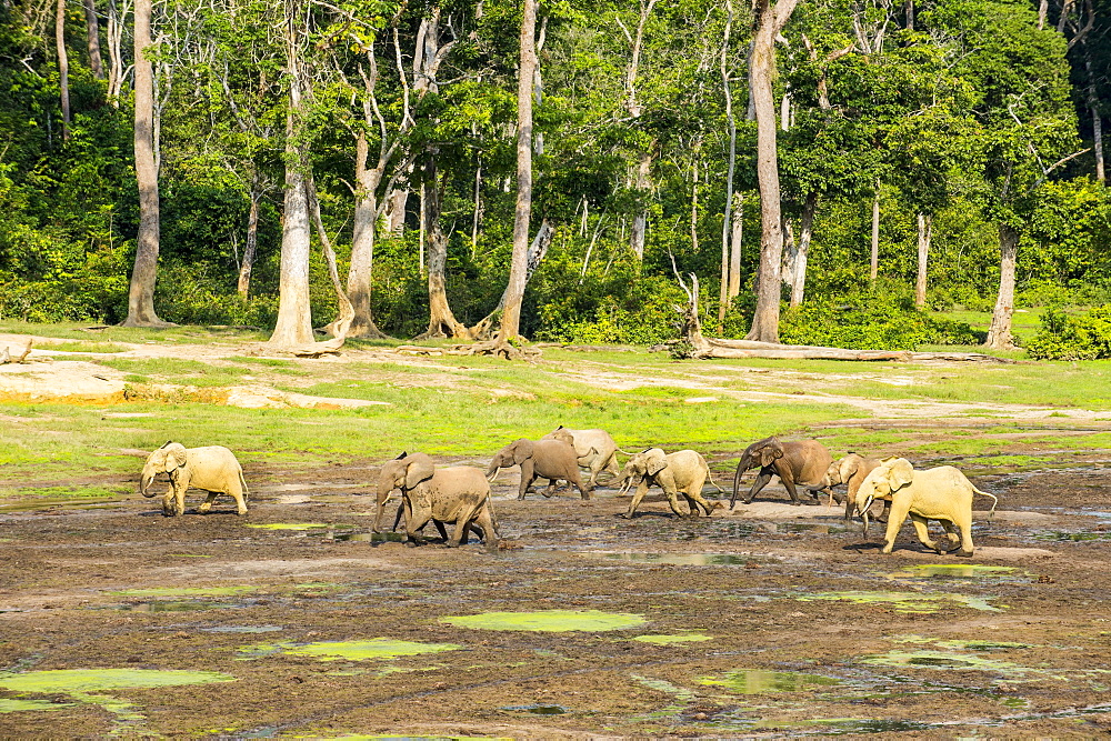 African forest elephants (Loxodonta cyclotis) at Dzanga Bai, Unesco world heritage sight Dzanga-Sangha Special Reserve, Central African