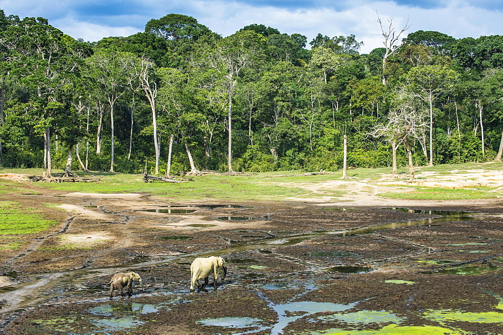 African forest elephants (Loxodonta cyclotis) at Dzanga Bai, Unesco world heritage sight Dzanga-Sangha Special Reserve, Central African Republic, Africa