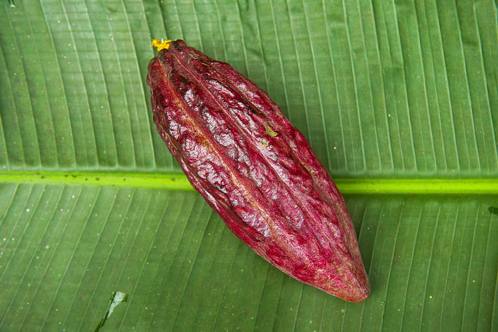 The cocoa bean, also cacao bean (Theobroma cacao), Plantation Roca Monte Cafe, Sao Tome, Sao Tome and Principe, Atlantic ocean, Africa