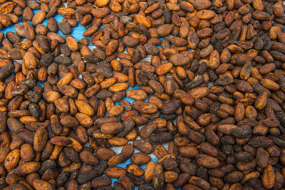 Drying cocoa beans, Plantation Roca Monte Cafe, Sao Tome, Sao Tome and Principe, Atlantic ocean, Africa