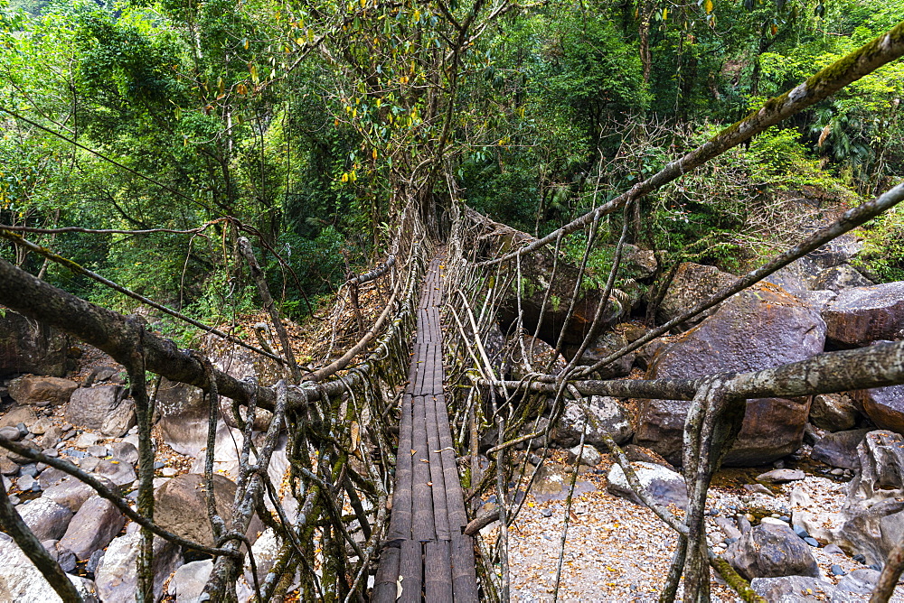 Living Root Bridge, Sohra or Cherrapunjee, Meghalaya, India, Asia