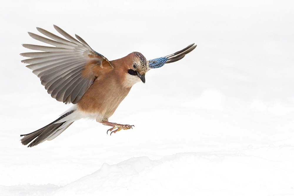 Eurasian jay (Garrulus glandarius) in flight, winter, snow, feeding, Germany, Europe