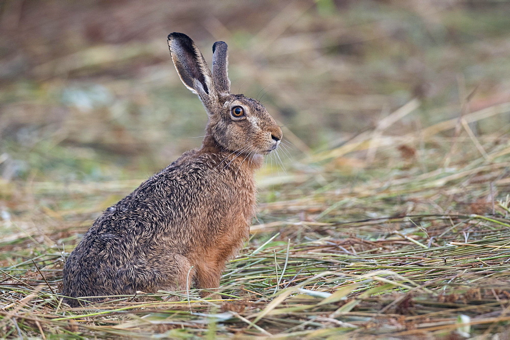 European hare (Lepus europaeus) pricks its ears, Easter hare, mammal, Oldenburg Muensterland, Germany, Europe