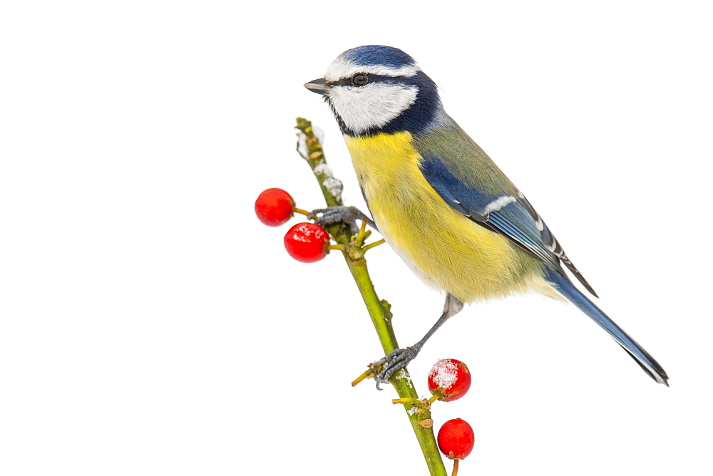 Blue tit (Cyanistes caeruleus) (Syn.: Parus caeruleus) in winter on a branch with red berries, Germany, Europe