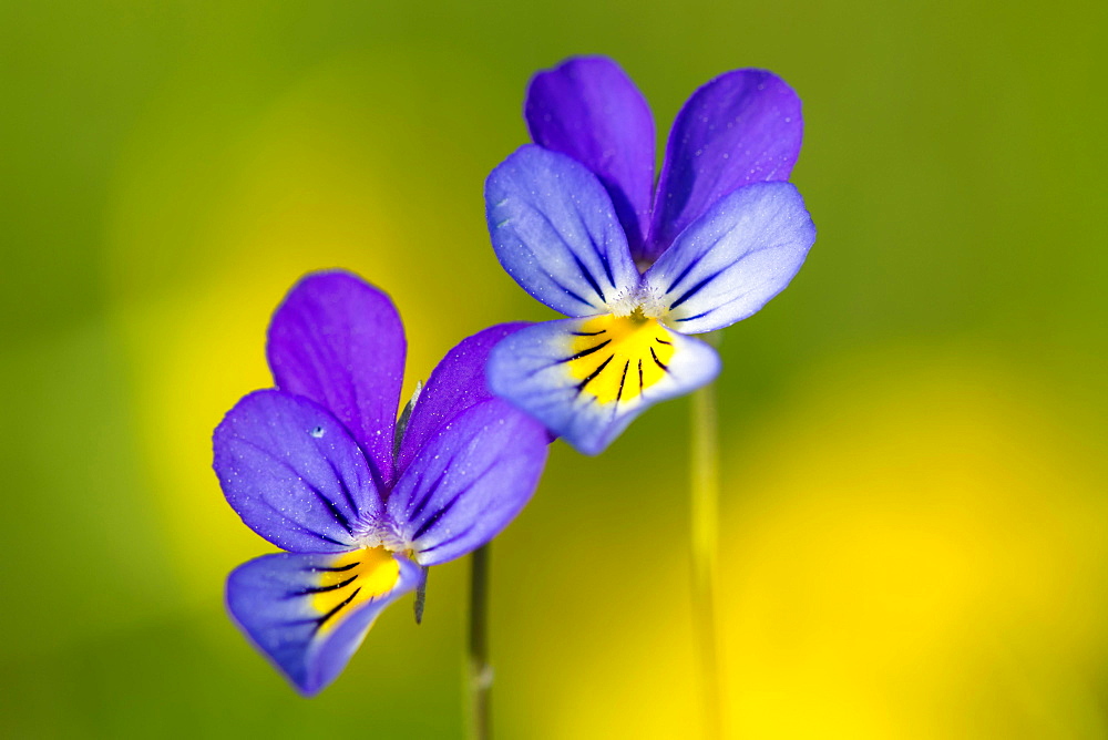 Horned pansy (Viola cornuta) m Borkener Paradies nature reserve, Hudewald, flower, plant, Germany, Europe