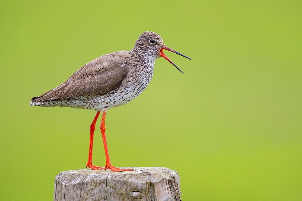 Calling redshank (Tringa totanus) on a pasture stile, Germany, Europe