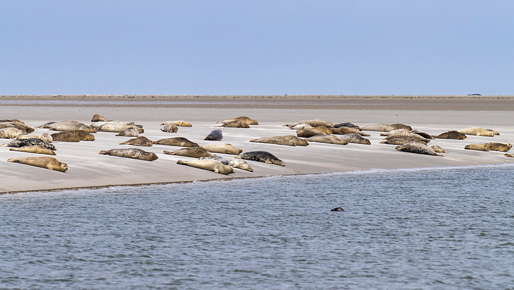 Harbor seals (Phoca vitulina) on a sandbank, North Sea, Wadden Sea National Park, Germany, Europe