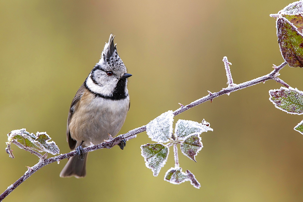 Crested tit (Parus cristatus), sitting on a blackberry vine, Tyrol, Austria, Europe