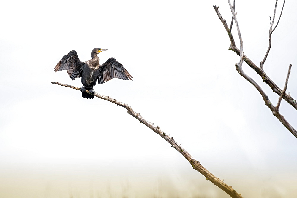 Great cormorant (Phalacrocorax carbo), sitting on a tree and drying its wings, Vorarlberg, Austria, Europe