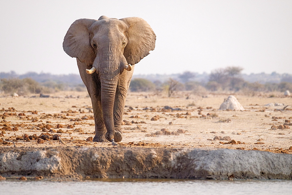 African elephant (Loxodonta africana) at a waterhole in Nxai Pan National Park, Botswana, Africa