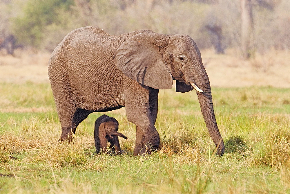 African elephant (Loxodonta africana) mother and calf walk through grassland in the Okavango Delta in Botswana