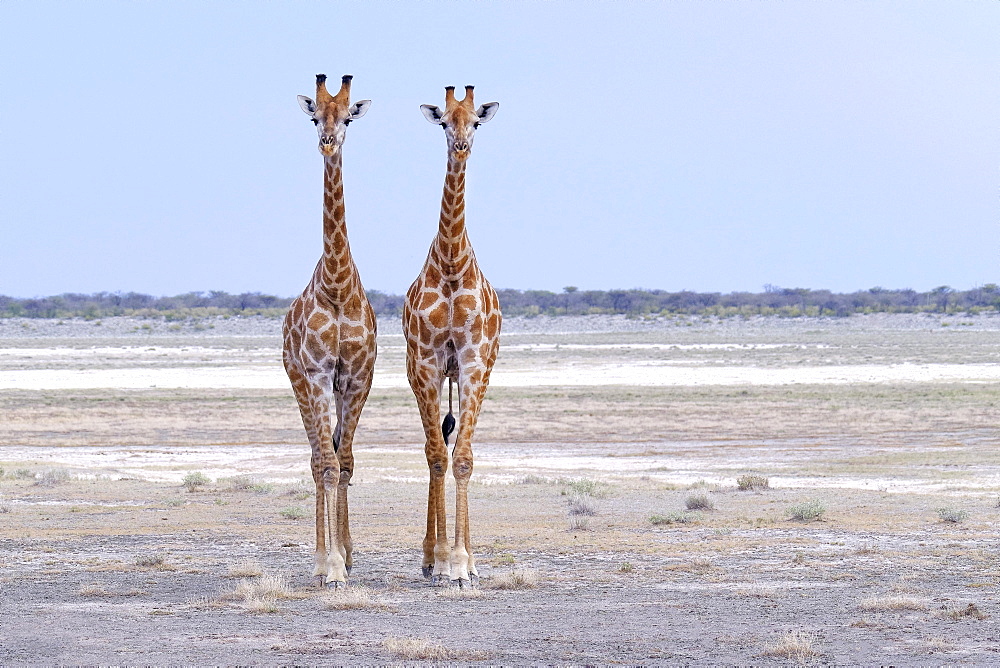 Two Giraffes (Giraffa camelopardalis) standing on the salt pan in Etosha National Park, Namibia, Africa