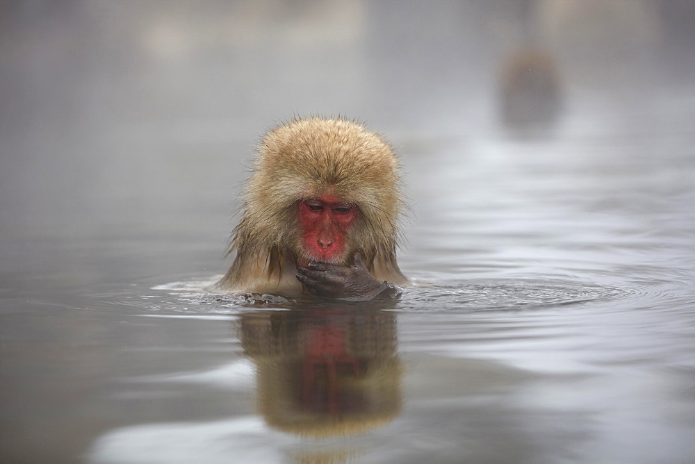 Japanese macaque (Macaca fuscata), juvenile, bathing in spring water pool with water reflection, Jigokudani Monkey Park, Nagano District, Honshu, Japan, Asia