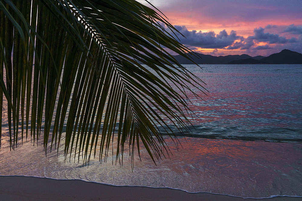 Palm fronds in the sunset, La Digue, Seychelles, Africa