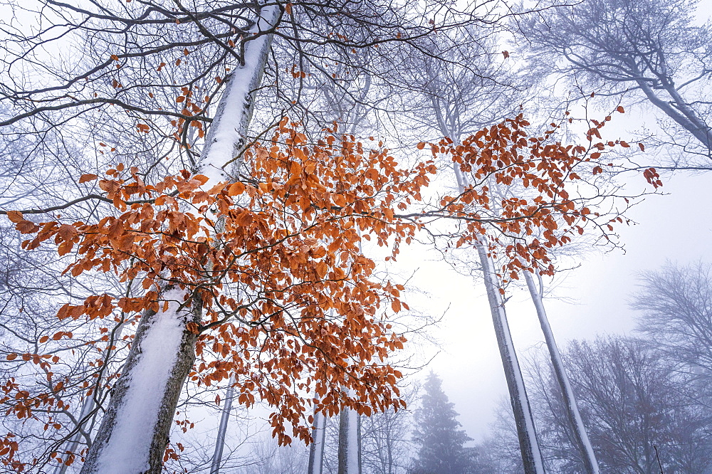 Beeches in the snow, Geo-Naturpark Frau-Holle-Land, Hesse, Germany, Europe