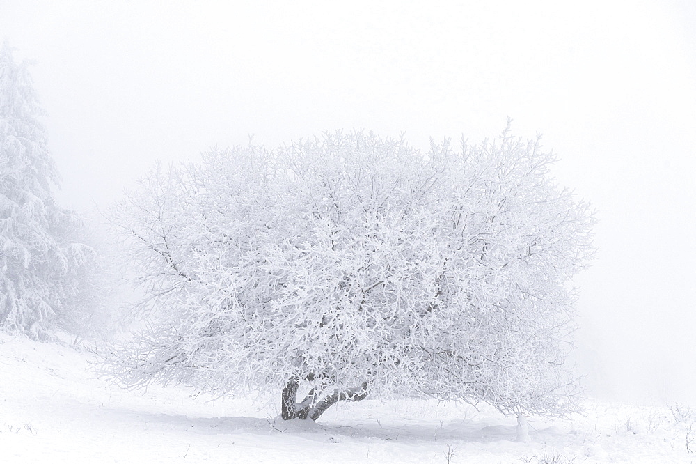 Snowy and icy tree, Geo-Naturpark Frau-Holle-Land, Hesse, Germany, Europe