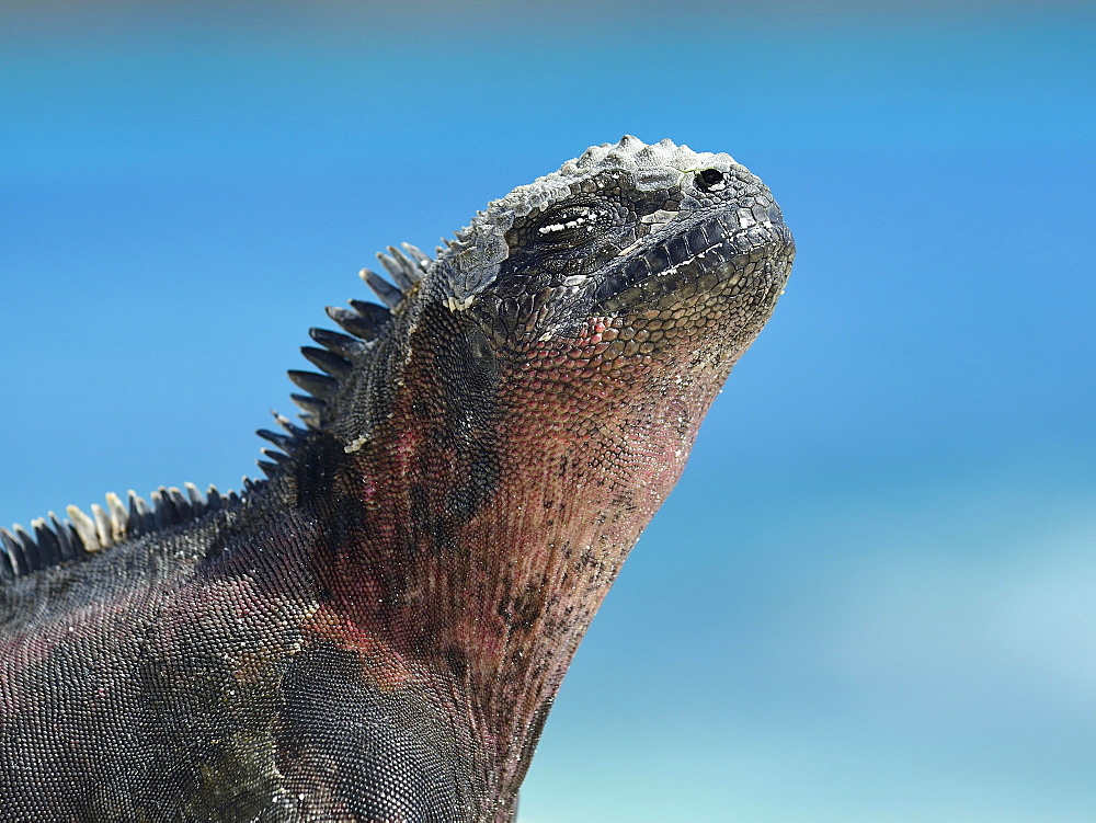 Marine iguana (Amblyrhynchus cristatus), Iguana, portrait, Garnder Bay, Espanola Island, Galapagos, Ecuador, South America