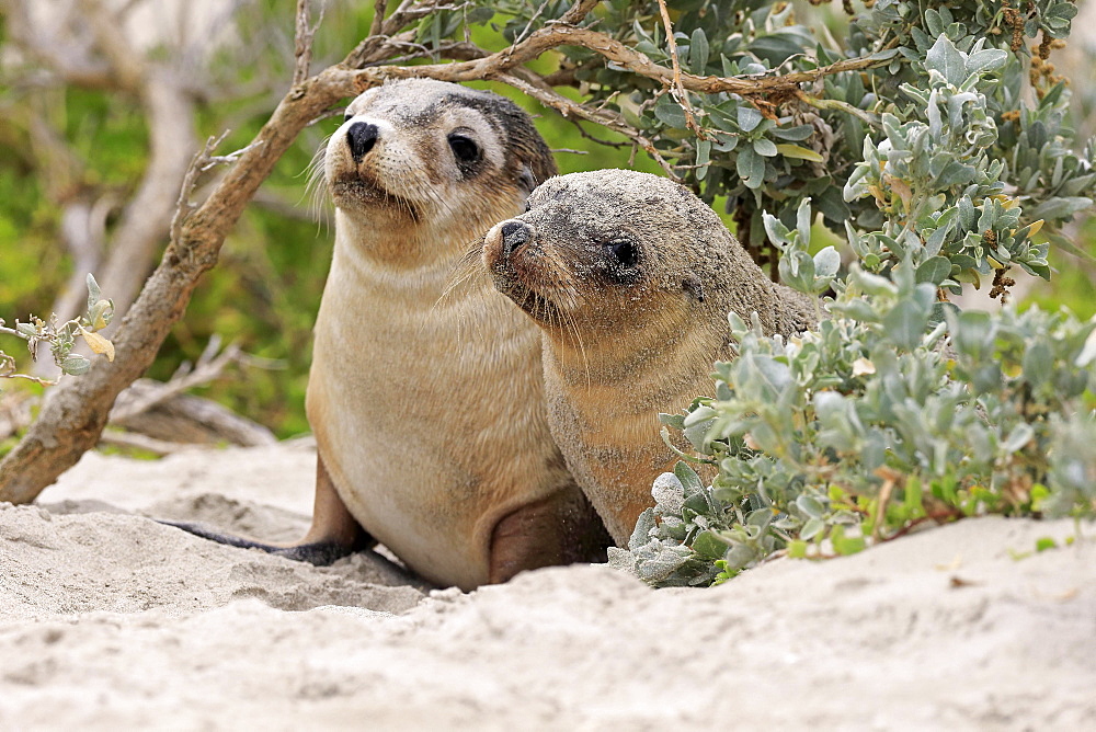 Australian sea lion (Neophoca cinerea), two juveniles on the beach, Seal Bay Conservation Park, Kangaroo Island, South Australia, Australia, Oceania