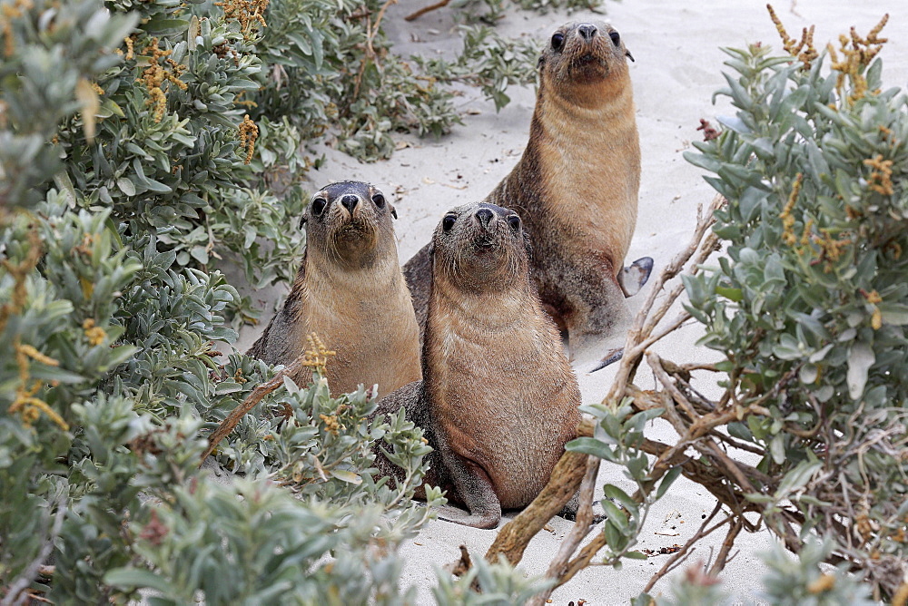 Australian sea lion (Neophoca cinerea), three juveniles sitting in bushes, Seal Bay Conservation Park, Kangaroo Island, South Australia, Australia, Oceania