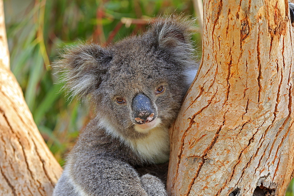 Koala (Phascolarctos cinereus), adult, portrait, sitting in tree, Parndana, Kangaroo Island, South Australia, Australia, Oceania