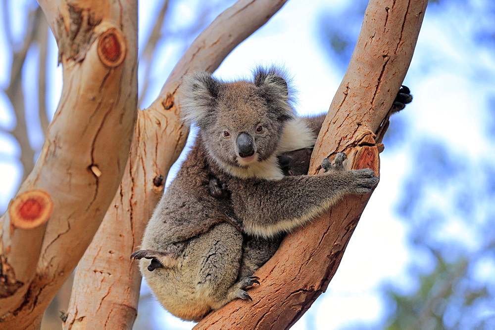 Koala (Phascolarctos cinereus), mother with young sitting on tree, Parndana, Kangaroo Island, South Australia, Australia, Oceania