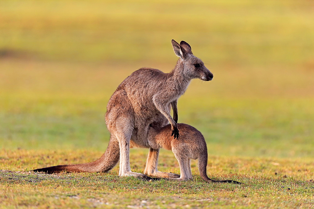 Eastern grey kangaroo (Macropus giganteus), adult, female, juvenile, looking into pouch, on grassland, Maloney Beach, New South Wales, Australia, Oceania